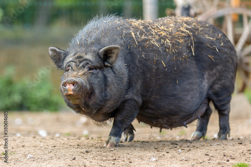 Portrait of a pot-bellied pig at a farm photo