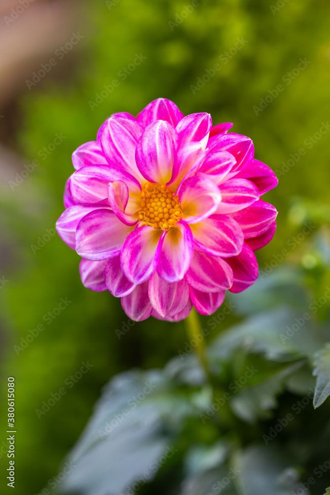 Obraz premium ダリアの花