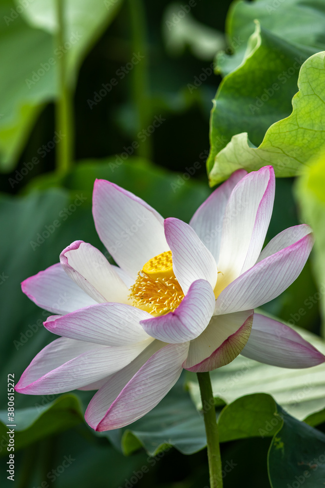 蓮の花 初夏のイメージ 蓮の花 初夏のイメージ