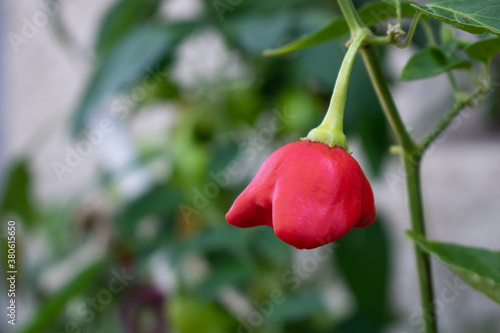 Red "Mad Hatter" chili pepper, aka Bishop's Crown pepper or Christmas Bell, hanging in bush branch surrounded by green leaves in blurred background