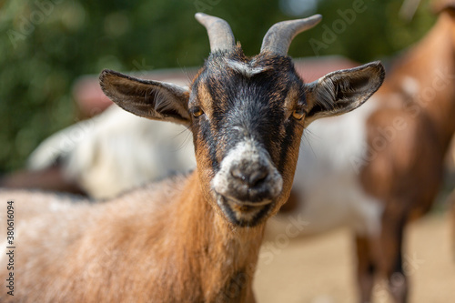 Portrait of a goat at a farm © filmbildfabrik