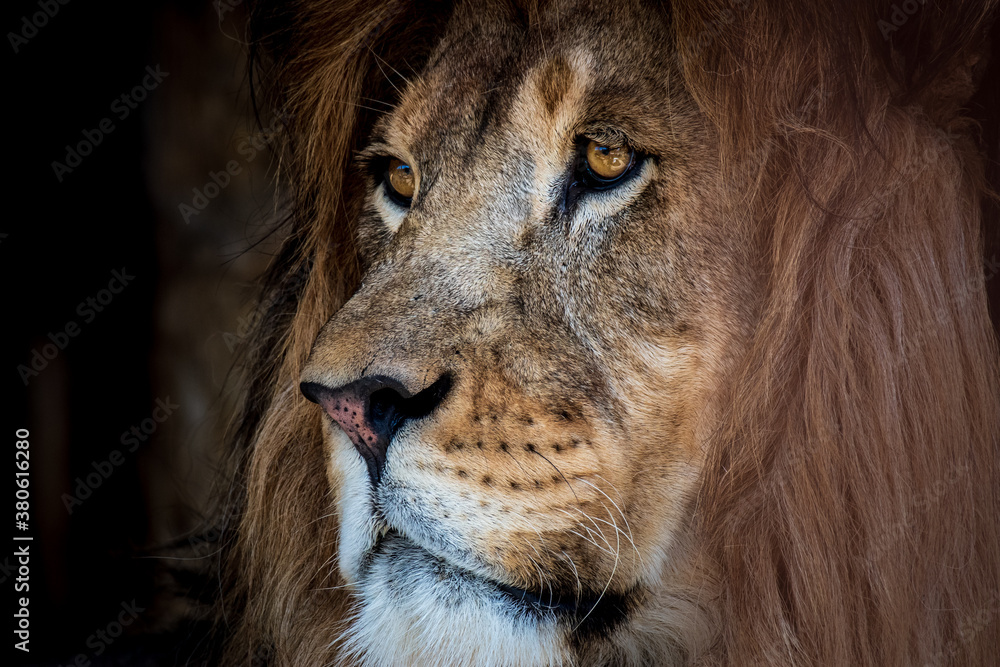 Obraz premium A lion at the Lake Tobias Wildlife Park in Halifax, PA. This lion's expressions were so moving. You could feel strength yet so many other emotions.