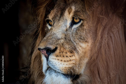 A lion at the Lake Tobias Wildlife Park in Halifax  PA. This lion s expressions were so moving. You could feel strength yet so many other emotions.