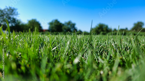 Low angle shot of fresh green grass in the backyard. Summer vacation and holidays concept. Shallow depth of field with focus on the grass.