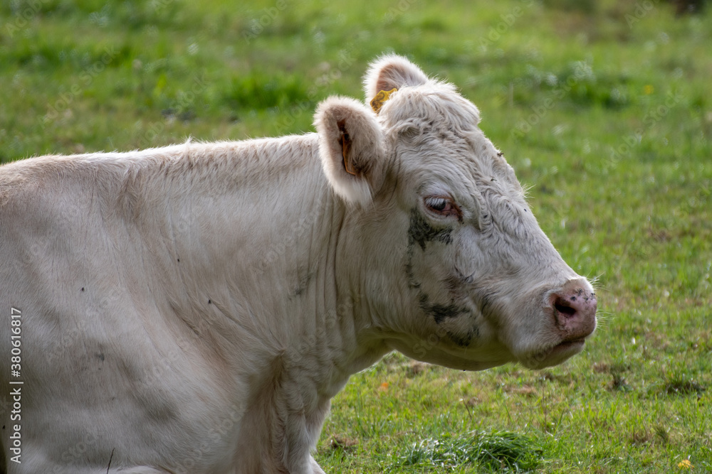 Charolais cow in a pasture