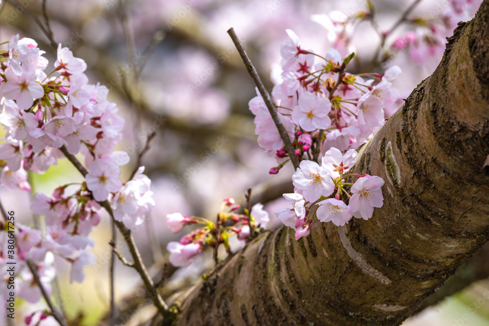 桜の花　春のイメージ