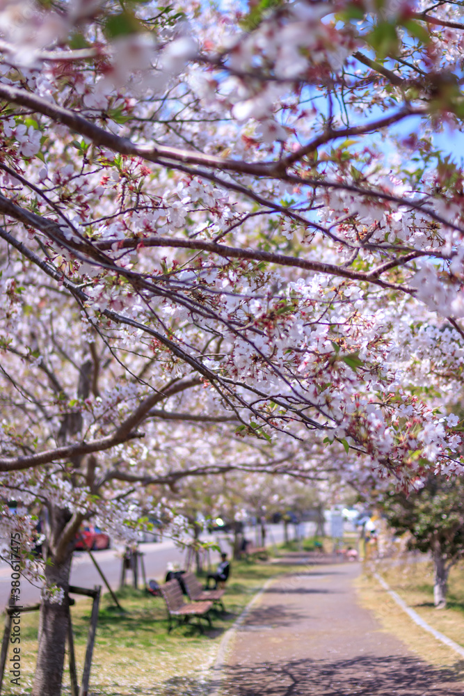 桜の花　春のイメージ