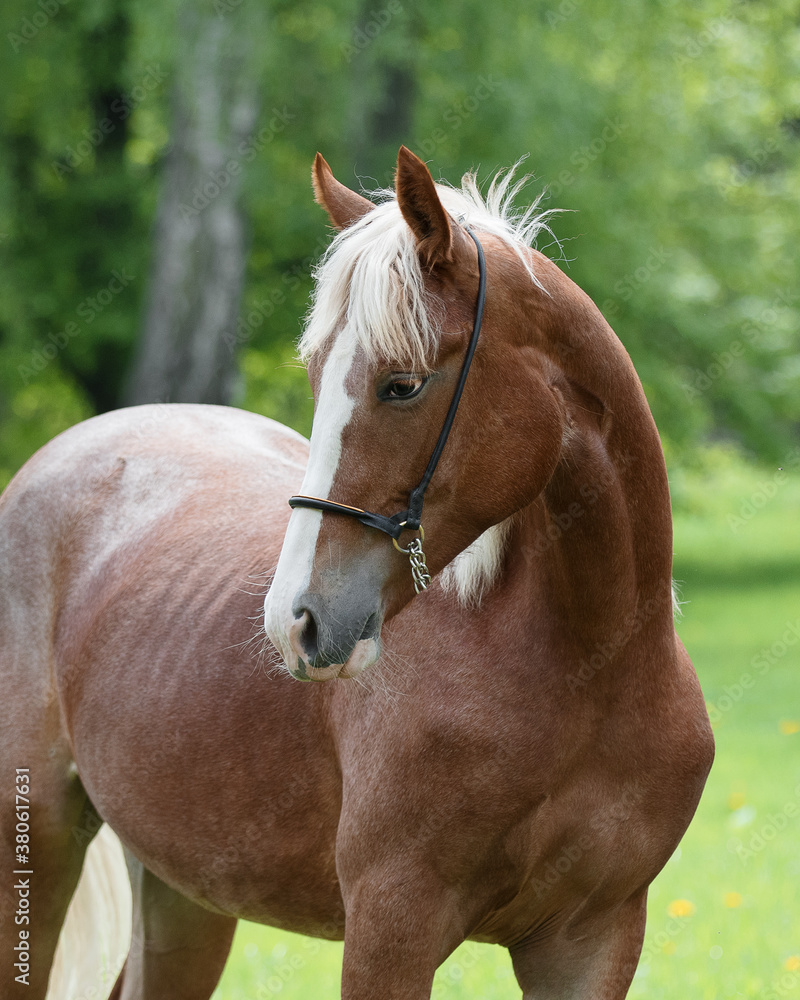 Obraz premium Portrait of a beautiful chestnut horse looks back on natural green summer background, head closeup