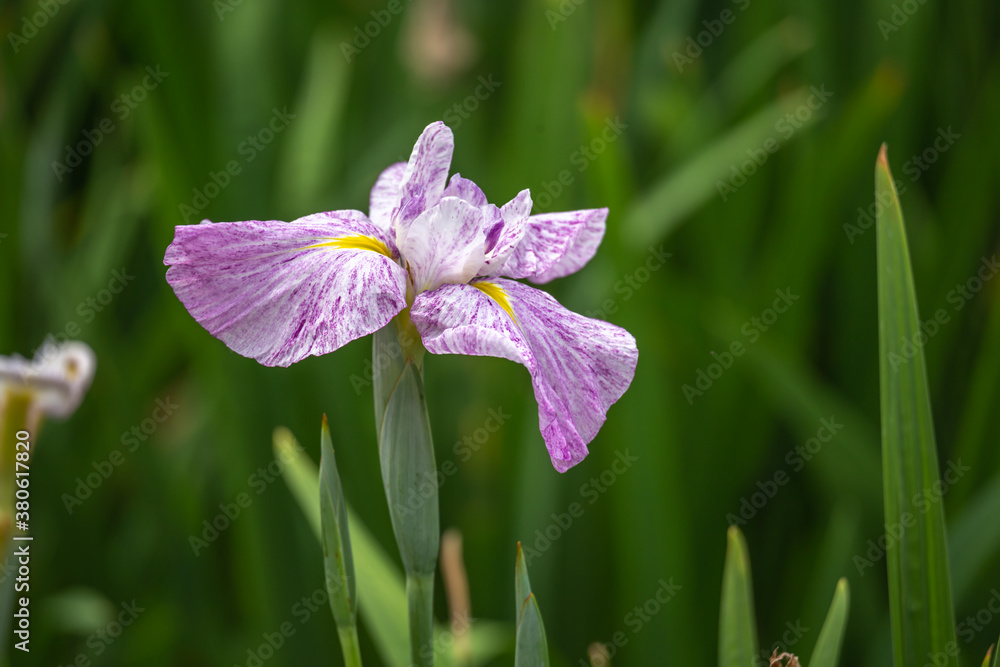 花菖蒲