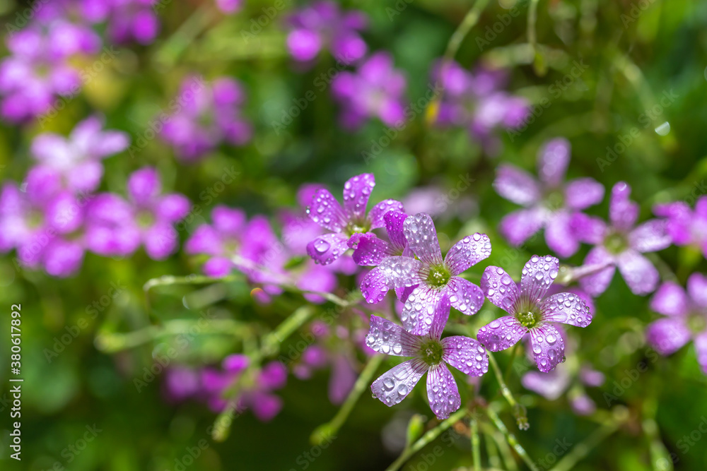 ムラサキカタバミの花