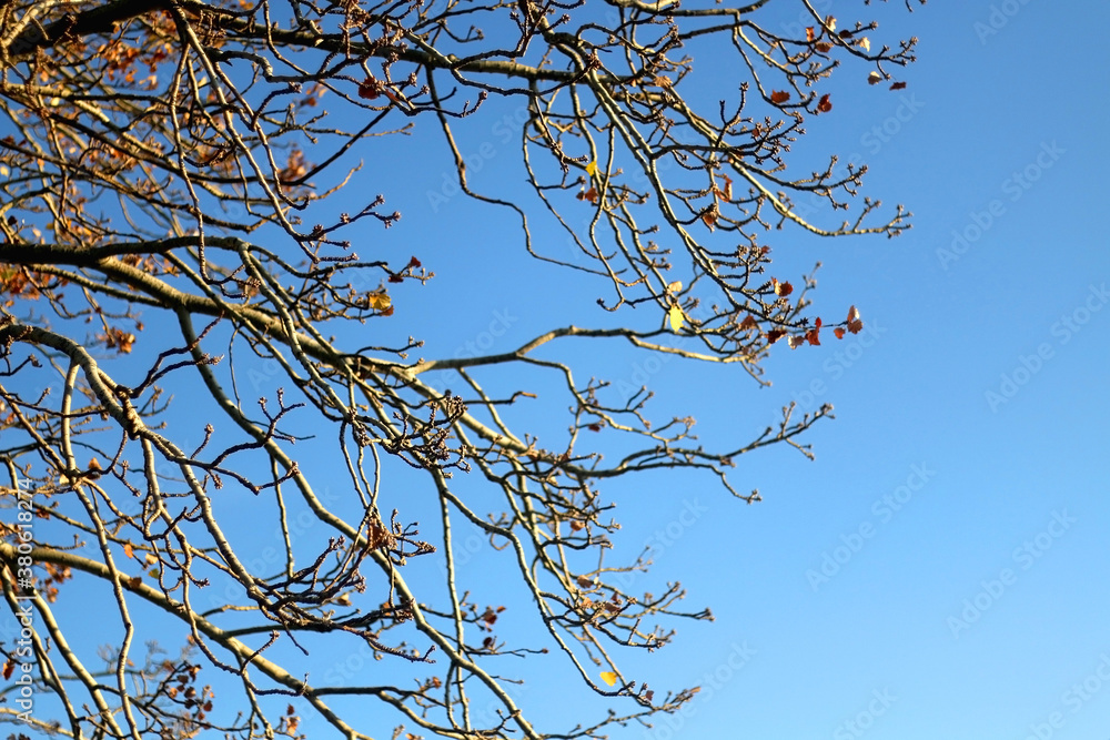 Rare autumn leaves on a tree and bright blue sky. Selective focus. Rare autumn leaves on a tree and bright blue sky. Selective focus.
