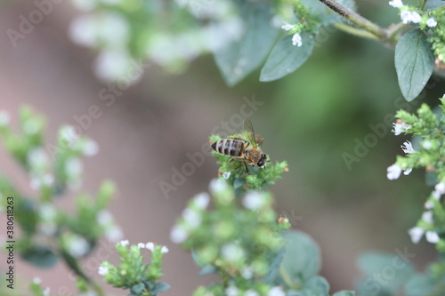 Biene auf Oreganoblüte 1 © Sabine