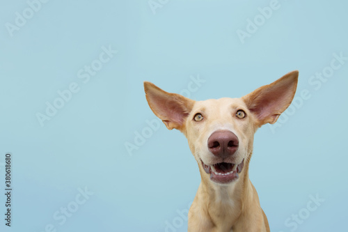 Portrait of a happy smiling podenco puppy dog. Isolated on blue colored background. photo