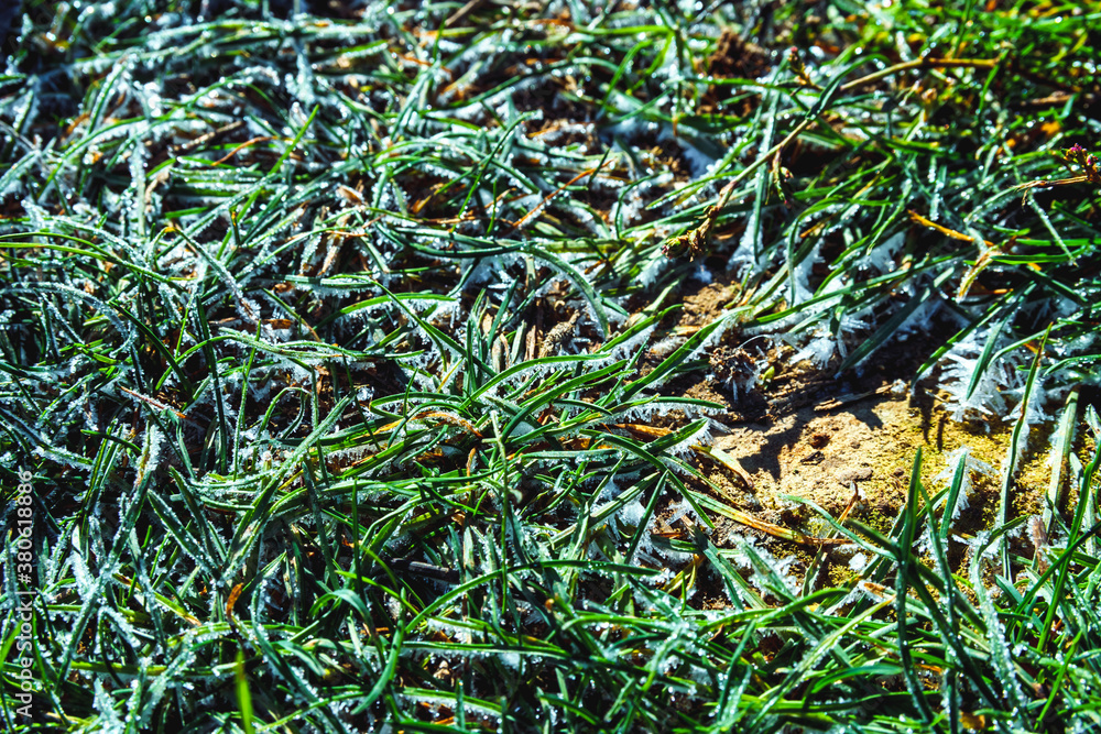 Frozen green grass on autumn time. Early frosts concept. Frozen green grass on autumn time. Early frosts concept.