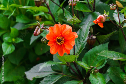 Red dahlia flower on a background of green leaves.