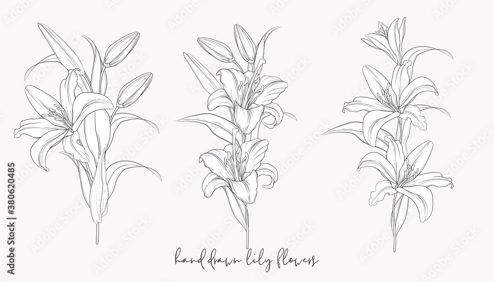 hand drawn beautiful  lily bouquets 