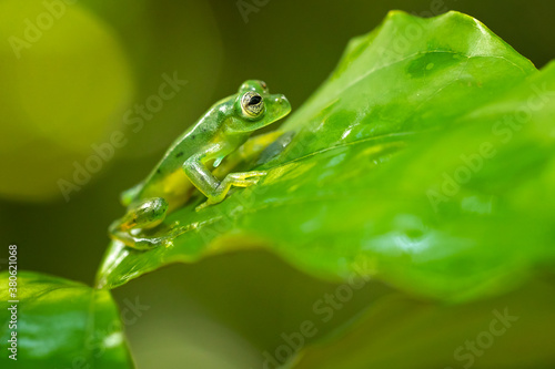 Centrolene prosoblepon is a species of frog in the family Centrolenidae, commonly known as the emerald glass frog or Nicaragua giant glass frog. 