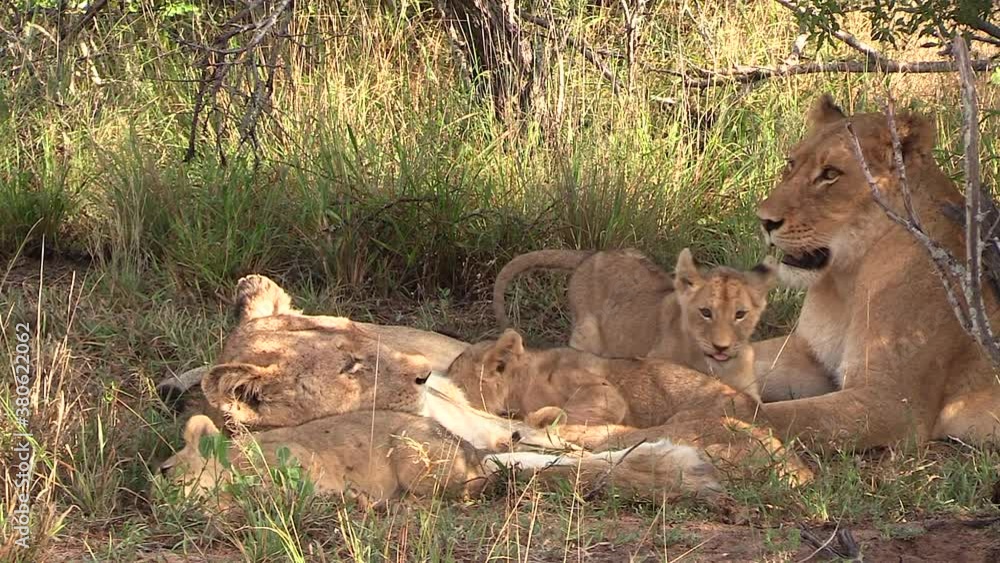 Close view of two lionesses resting on ground next to playful cubs Close view of two lionesses resting on ground next to playful cubs