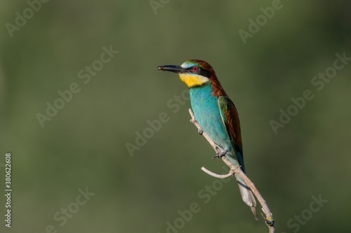 European bee-eater (Merops apiaster) sitting on the twig. wildlife scene from nature. Colorful bird sitting on the branch