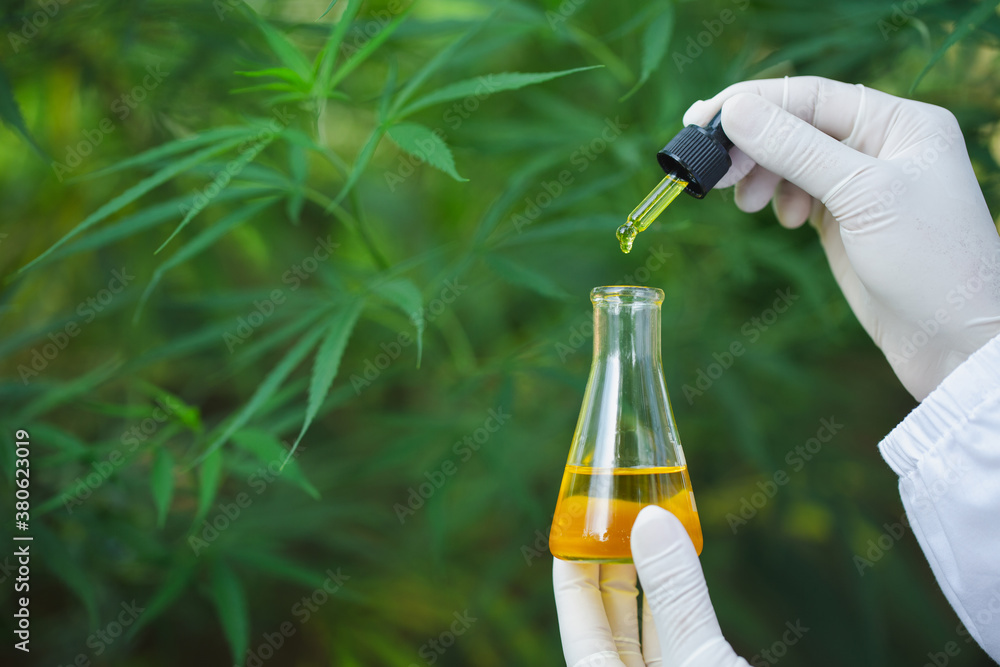 Researcher holding a dropper with hemp oil product. CBD cannabis oil. medical marijuana concept. Researcher holding a dropper with hemp oil product. CBD cannabis oil. medical marijuana concept.