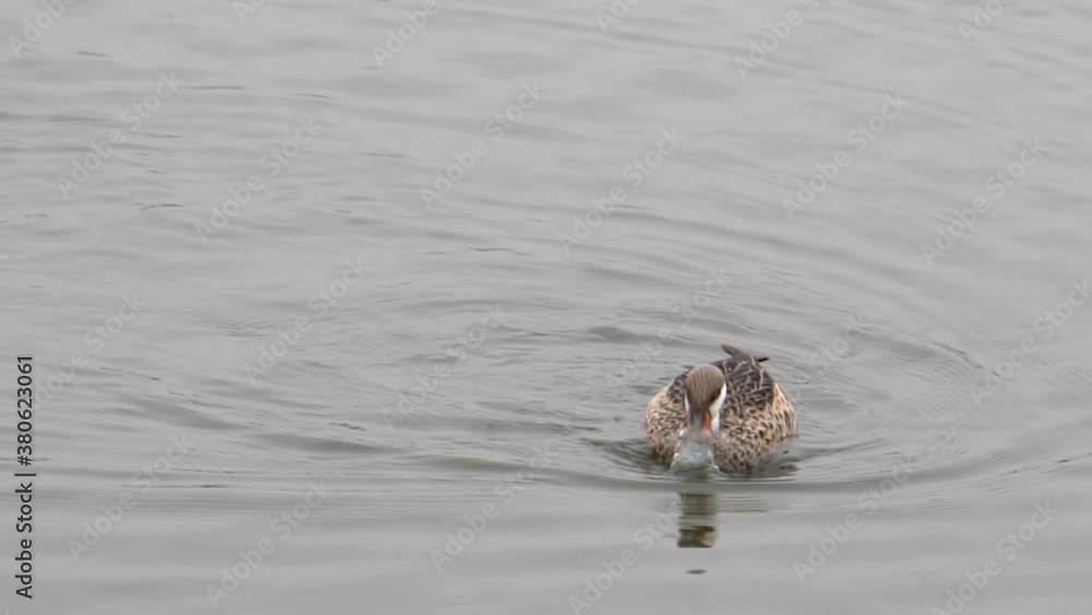 White-Cheeked Pintail Feeding and Duck Diving in a Pond White-Cheeked Pintail Feeding and Duck Diving in a Pond