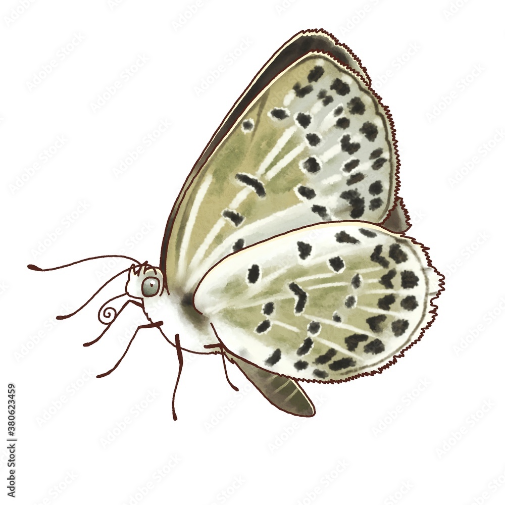 ヤマトシジミ Stock イラスト Adobe Stock