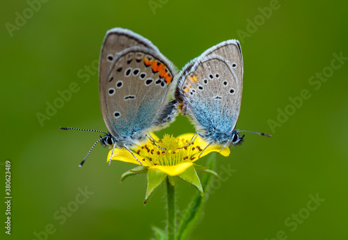 Macro shots, Beautiful nature scene. Closeup beautiful butterfly sitting on the flower in a summer garden.   © blackdiamond67