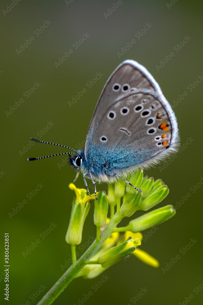Macro shots, Beautiful nature scene. Closeup beautiful butterfly sitting on the flower in a summer garden.
Macro shots, Beautiful nature scene. Closeup beautiful butterfly sitting on the flower in a summer garden.