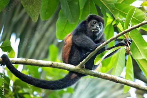 The mantled howler (Alouatta palliata), or golden-mantled howling monkey, is a species of howler monkey, a type of New World monkey, from Central and South America. 