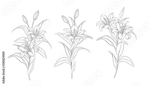 hand drawn beautiful lily bouquets 