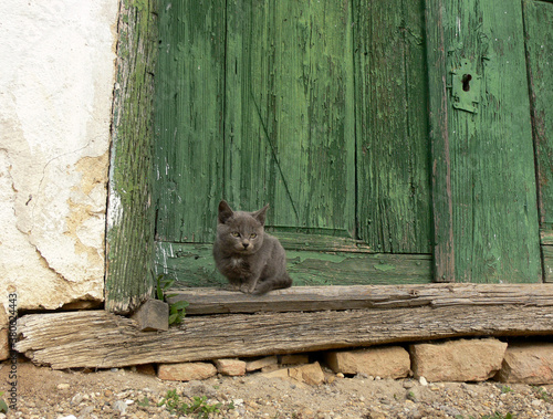 Green door of a wine cellar with grey cat in Palkonya, Hungary photo