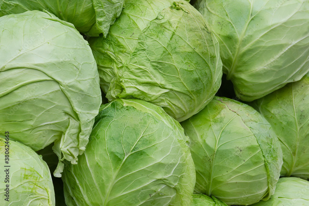 Fototapeta premium A beautiful natural pattern - variety of fresh leafy green cabbage on the stall of farmers' market in Serbia
