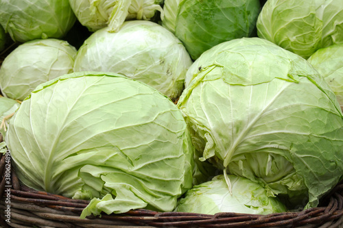A beautiful natural pattern - variety of fresh leafy green cabbage on the stall of farmers' market in Serbia