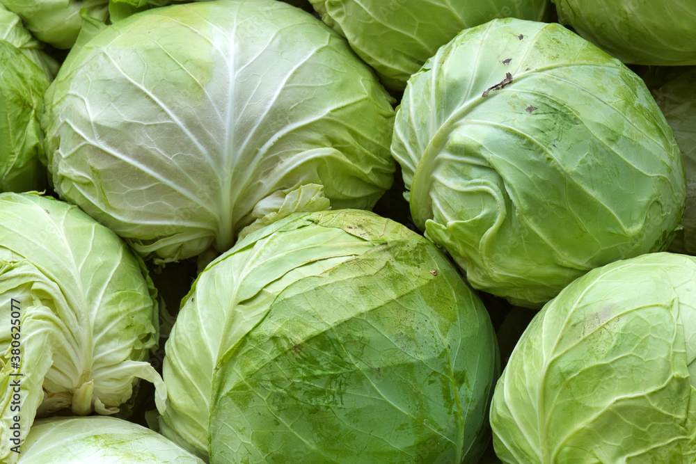 A beautiful natural pattern - variety of fresh leafy green cabbage on the stall of farmers' market in Serbia A beautiful natural pattern - variety of fresh leafy green cabbage on the stall of farmers' market in Serbia