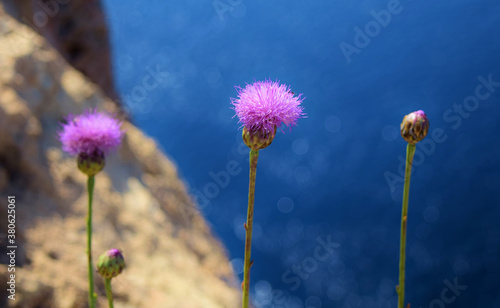 Closeup shot of Maltese centaury flowers with the sea in the background