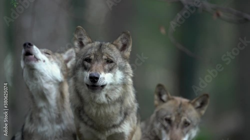 Eurasian wolf hides in the forest. Wolf howled during the day. Wolf pack in the dark forest. Europe nature. 