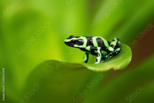 The green-and-black poison dart frog (Dendrobates auratus), also known as the green-and-black poison arrow frog and green poison frog (among others)