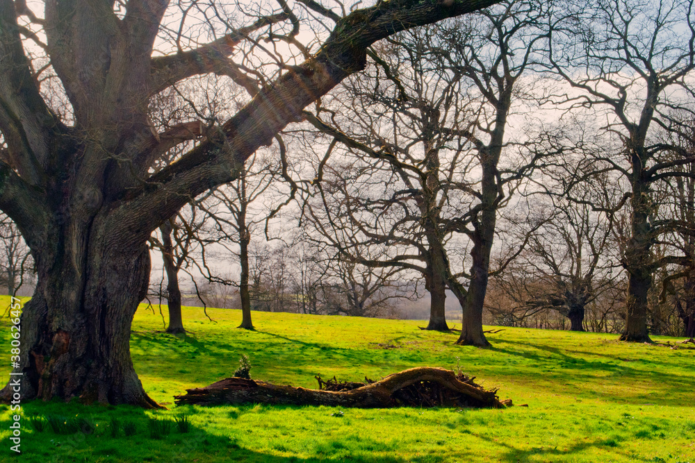 Obraz premium Old Tree at The Vyne in Hampshire England United Kingdom