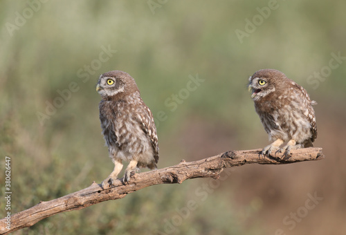 Canvas Print Adult birds and little owl chicks (Athene noctua) are photographed at close range closeup on a blurred background