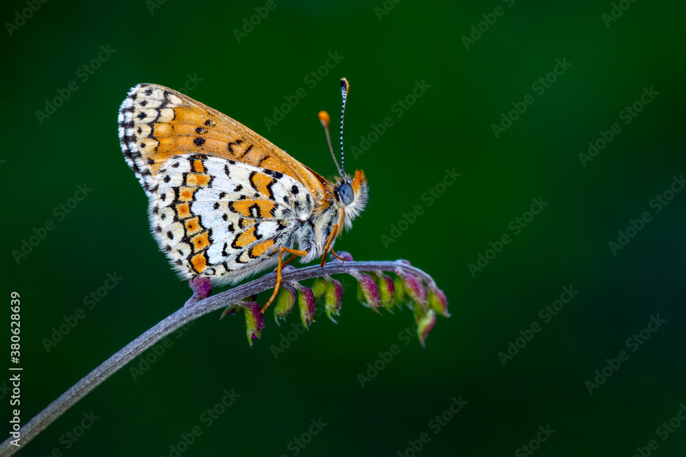 Obraz premium Macro shots, Beautiful nature scene. Closeup beautiful butterfly sitting on the flower in a summer garden.