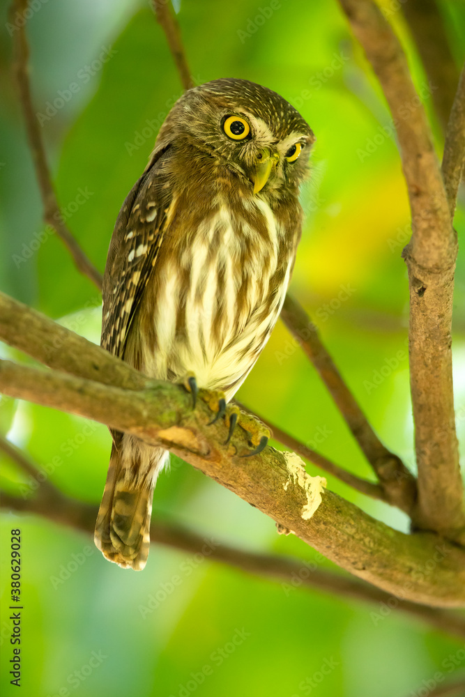 The ferruginous pygmy owl (Glaucidium brasilianum) is a small owl that breeds in south-central Arizona and southern Texas in the United States, south through Mexico and Central America The ferruginous pygmy owl (Glaucidium brasilianum) is a small owl that breeds in south-central Arizona and southern Texas in the United States, south through Mexico and Central America