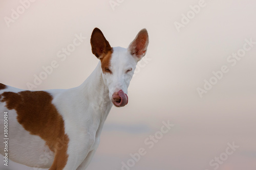 dog portrait against sky. Graceful Ibizan greyhound. Pet in nature. 