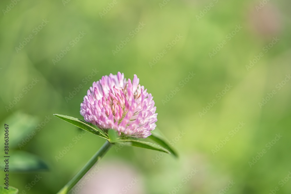 Small wild flower round purple