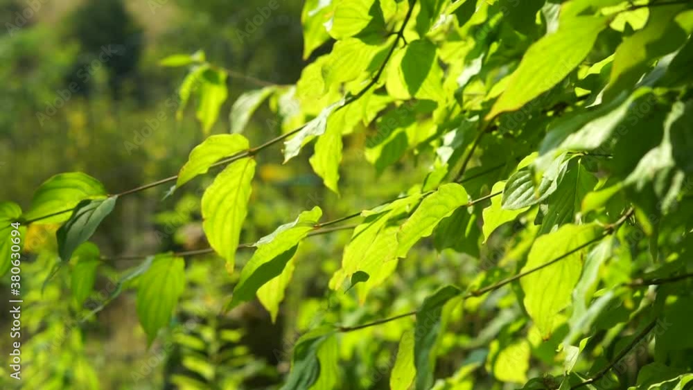beech leaves blowing in the wind (seamless loop) beech leaves blowing in the wind (seamless loop)