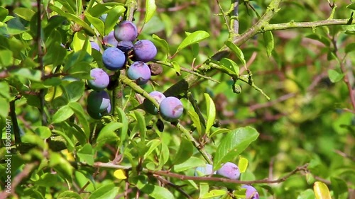 Wallpaper Mural Sloes hanging on a bough waiting to be be picked and used for flavouring gin. A delicacy to be found mainly in the united kingdom Torontodigital.ca