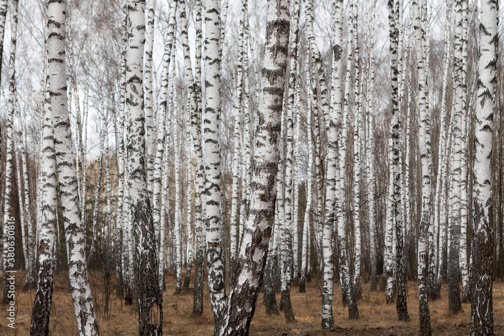 Fototapeta premium Trunks of birch trees, birch forest in spring, panorama with birches