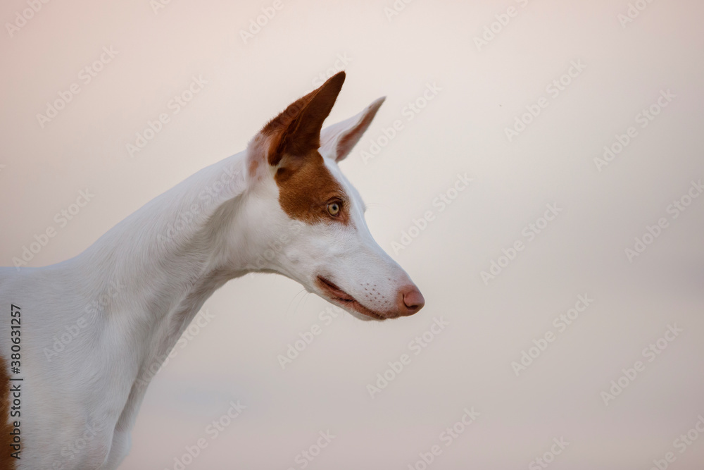 dog portrait against sky. Graceful Ibizan greyhound. Pet in nature. 