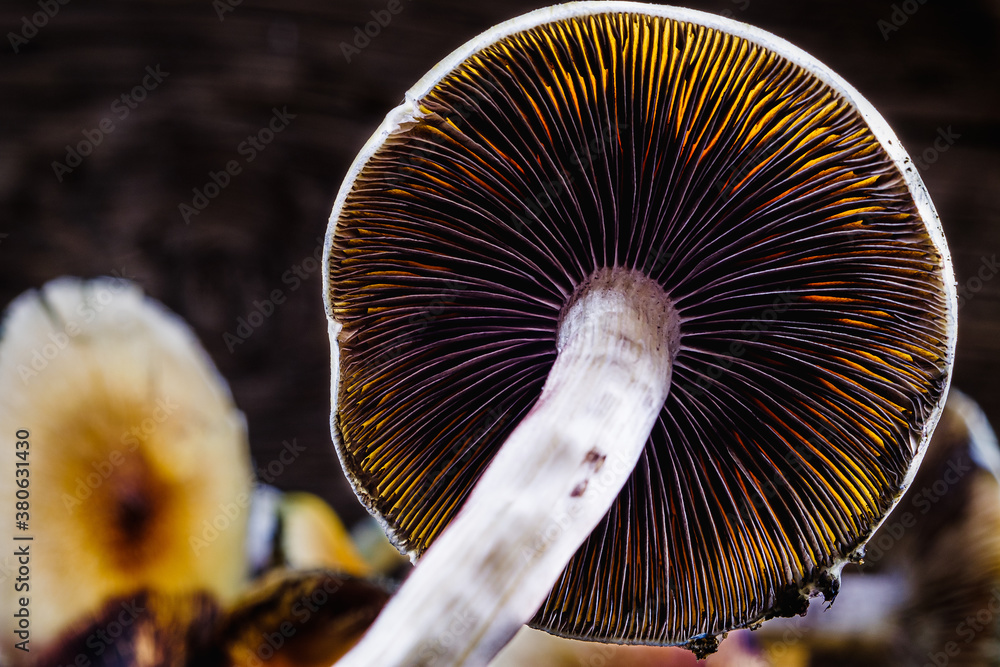 The Mexican magic mushroom is a psilocybe cubensis, whose main active elements are psilocybin and psilocin - Mexican Psilocybe Cubensis. An adult mushroom raining spores The Mexican magic mushroom is a psilocybe cubensis, whose main active elements are psilocybin and psilocin - Mexican Psilocybe Cubensis. An adult mushroom raining spores