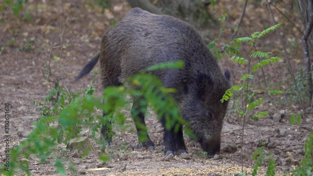 Wild hog feeding on the ground Wild hog feeding on the ground