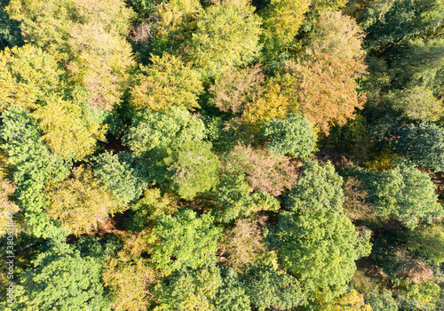 Looking straight down on deciduous trees in autumn in the Taunus   Germany